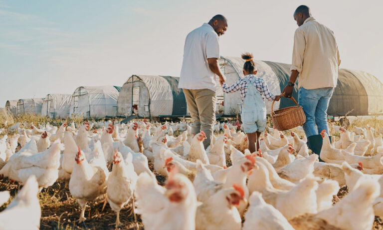 Visit-to-Dutch-poultry-farms