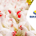 Visit to Dutch poultry farms June 2025